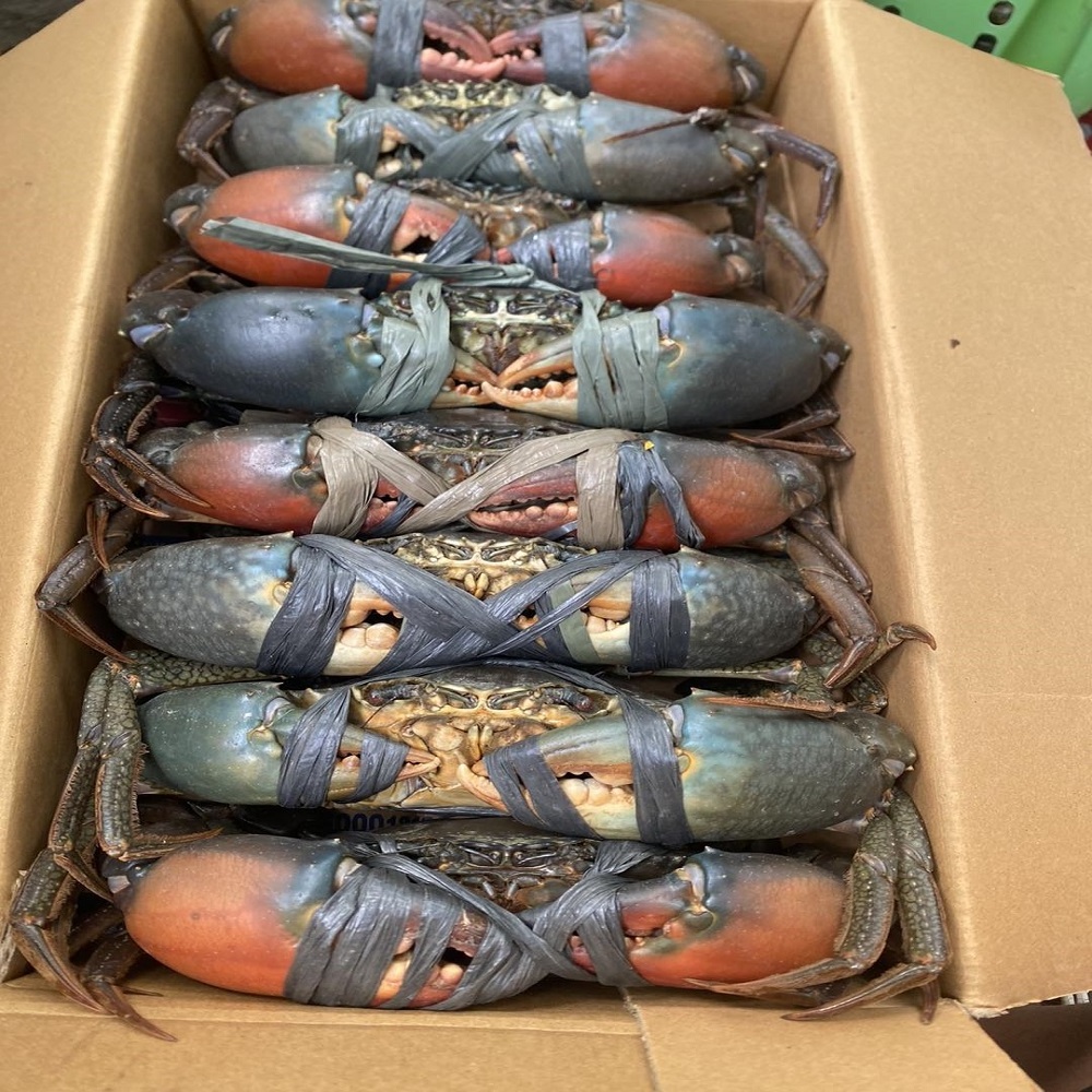 Fresh Live Crab/Live Mud Crab/Fresh Seafood