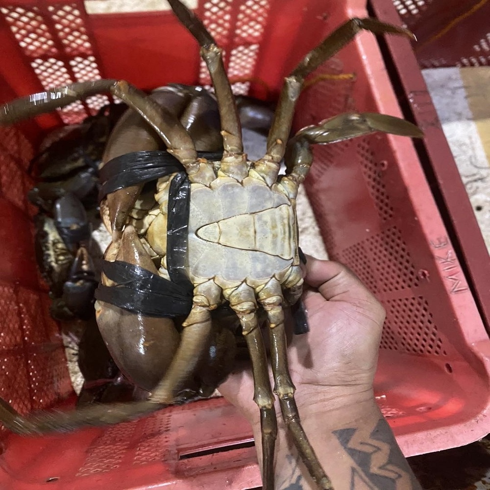 Fresh Live Crab/Live Mud Crab/Fresh Seafood