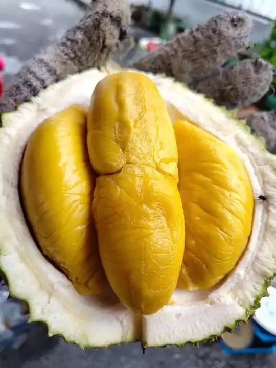 Fresh Musang King Durian - High Quality, Stable Supply, Competitive Price