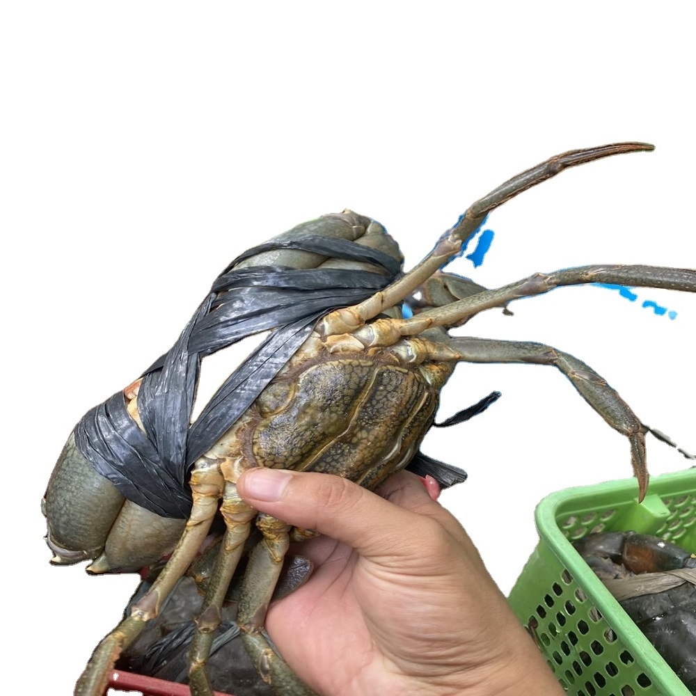 2024 Wholesale Fresh Crab / Frozen Crab / Whole Crab For Export Competitive Price