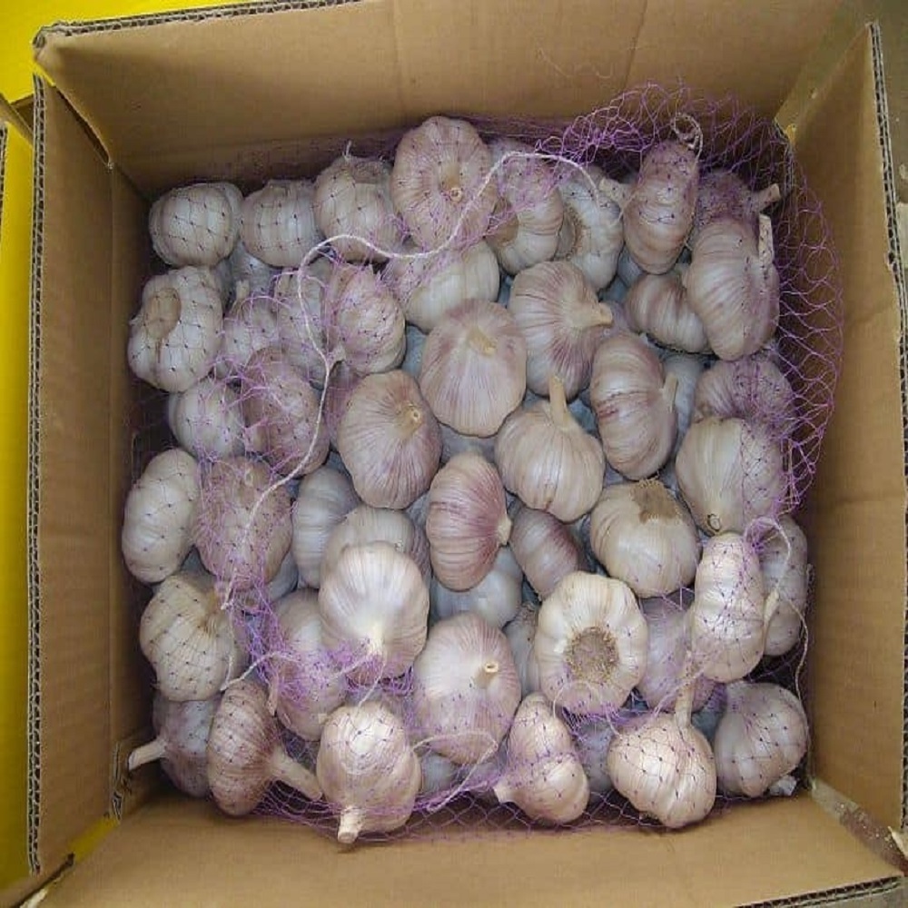 China fresh garlic ail frais normal/pure white red garlic seed 10kg Chinese export low price