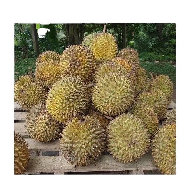 Fresh Musang King Durian - High Quality, Stable Supply, Competitive Price