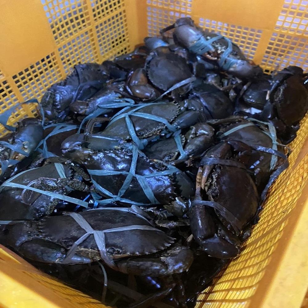 2024 Wholesale Fresh Crab / Frozen Crab / Whole Crab For Export Competitive Price