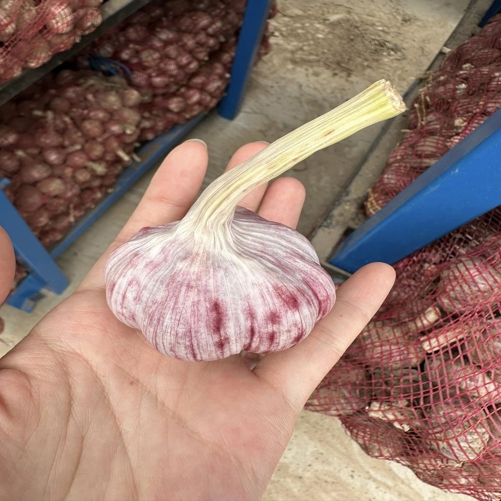 Well Customize Vacuum packed peeled fresh garlic