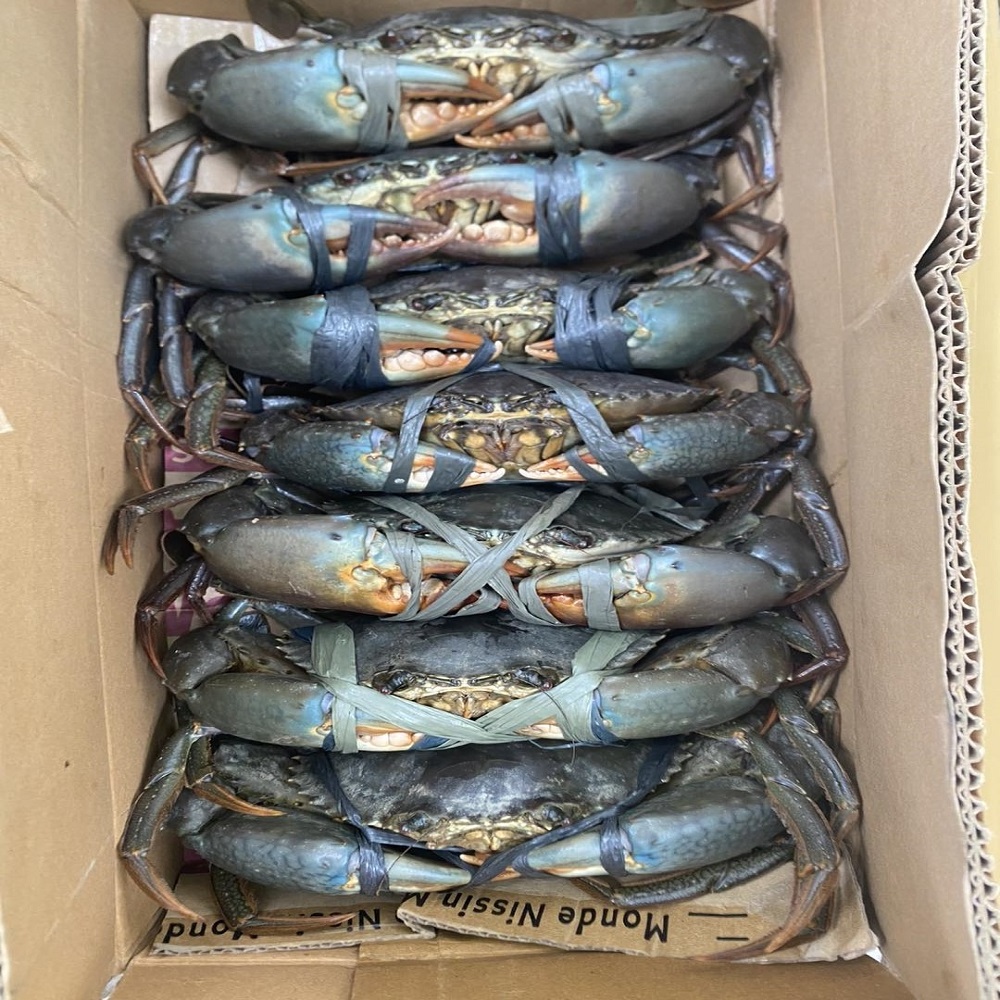 Fresh Live Crab/Live Mud Crab/Fresh Seafood