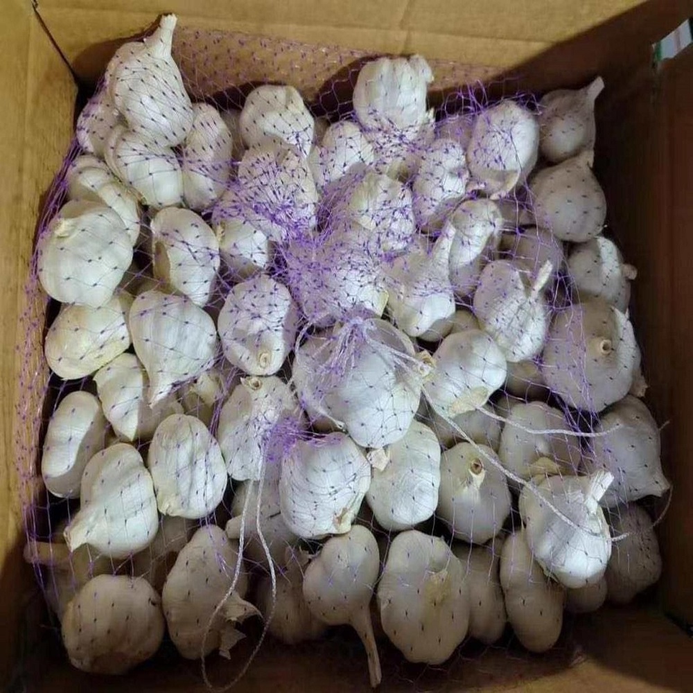 High Quality Peeled Garlic Cloves Cheap Price Vacuum Packed Fresh Peeling Garlic