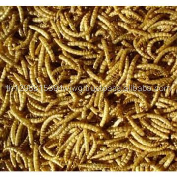 Edible insect dried mealworm / crickets / grasshopper