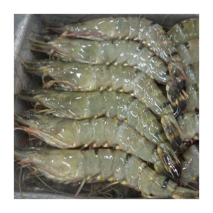 Frozen Black Tiger Shrimps / Black Tiger Shrimp