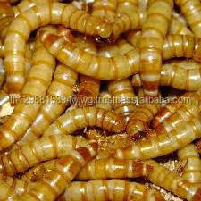 Edible insect dried mealworm / crickets / grasshopper