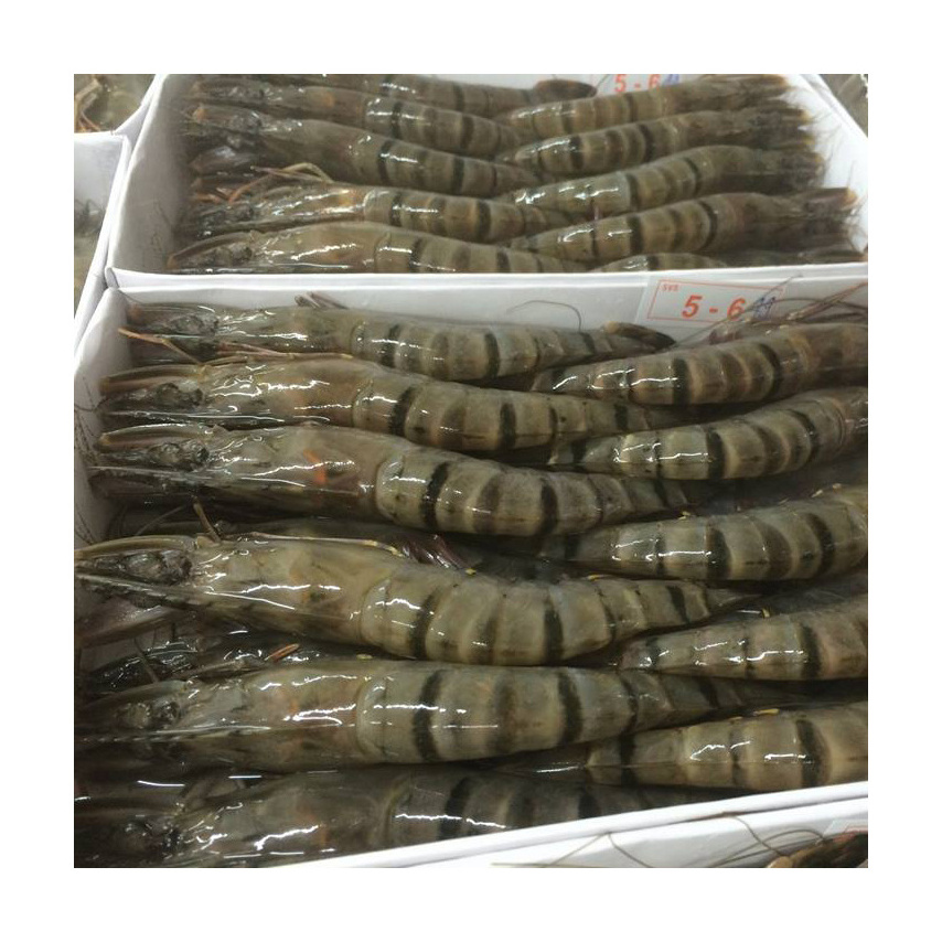 Frozen Black Tiger Shrimps / Black Tiger Shrimp