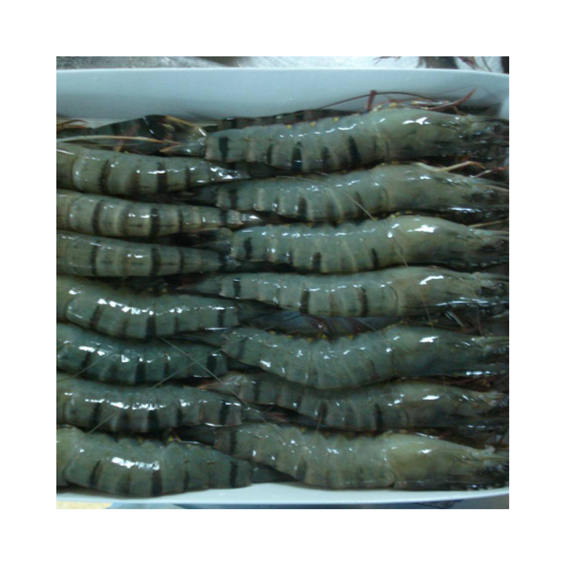 Frozen Black Tiger Shrimps / Black Tiger Shrimp