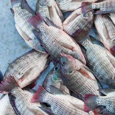 Tilapia fingerlings Frozen Horse Mackerel Fish Salmon Fish Red Snapper Fish