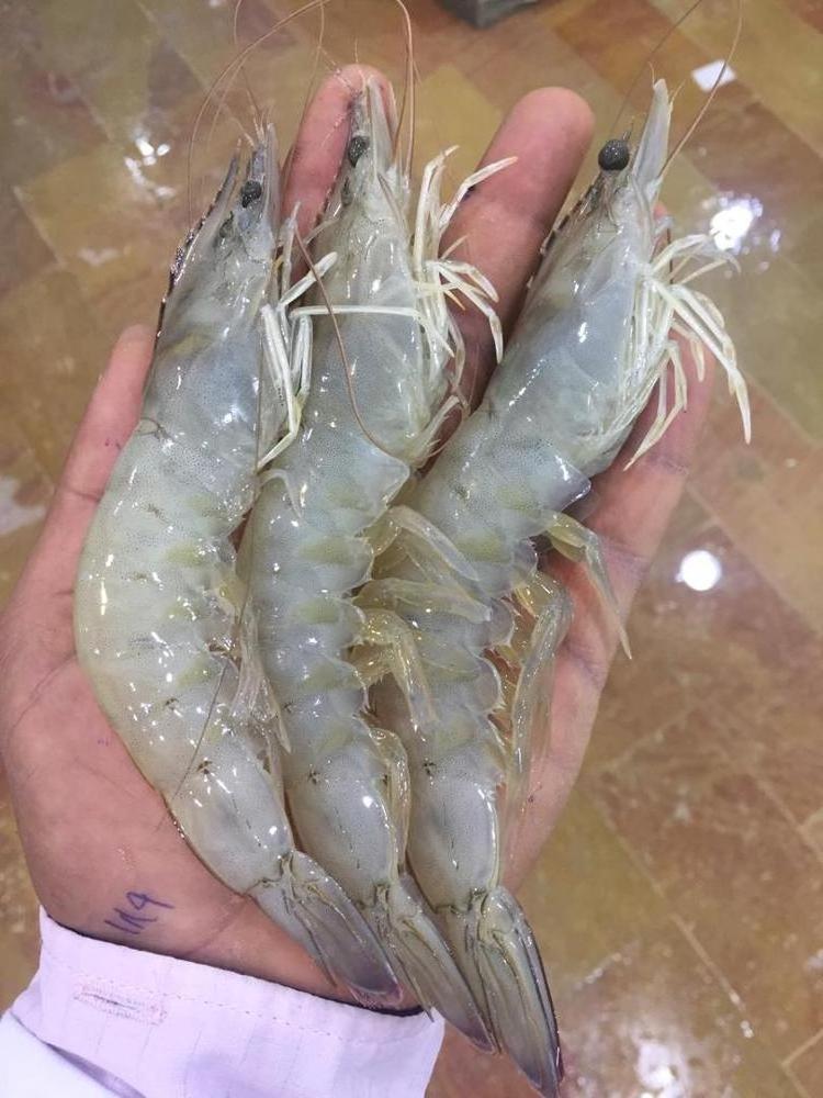 rock lobster   Shrimp SANFENG SEAFOOD  Frozen Vannamei Shrimp Frozen Vannamei