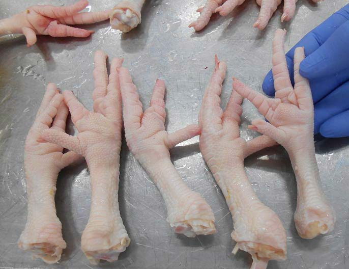 FROZEN USA PREMIUM QUALITY CHICKEN FEET PAWS WINGS GIZZARDS HALAL  Grade Whole Chicken