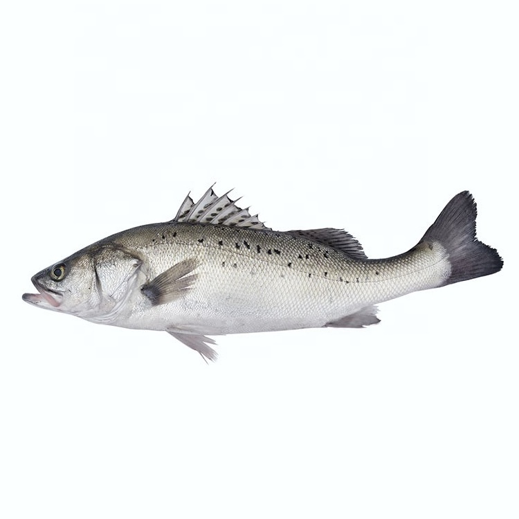 Tilapia fingerlings Frozen Horse Mackerel Fish Salmon Fish Red Snapper Fish