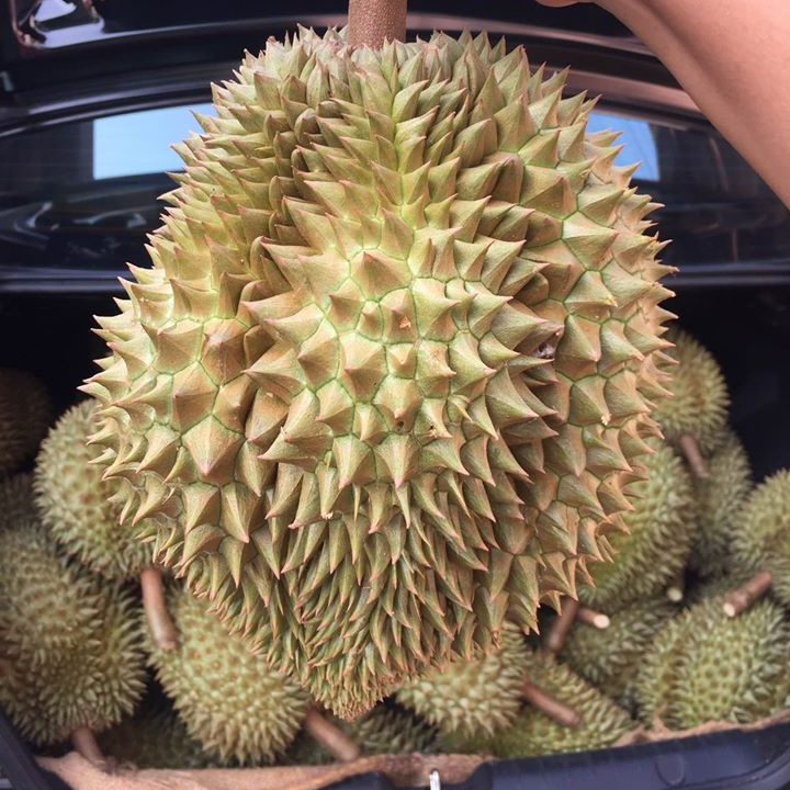 Premium Frozen Durian Fruit Monthlong OEM or Private Label