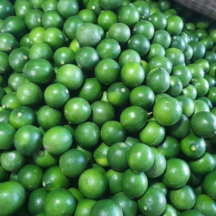 FRESH GREEN LEMON Export Quality Wholesale Price