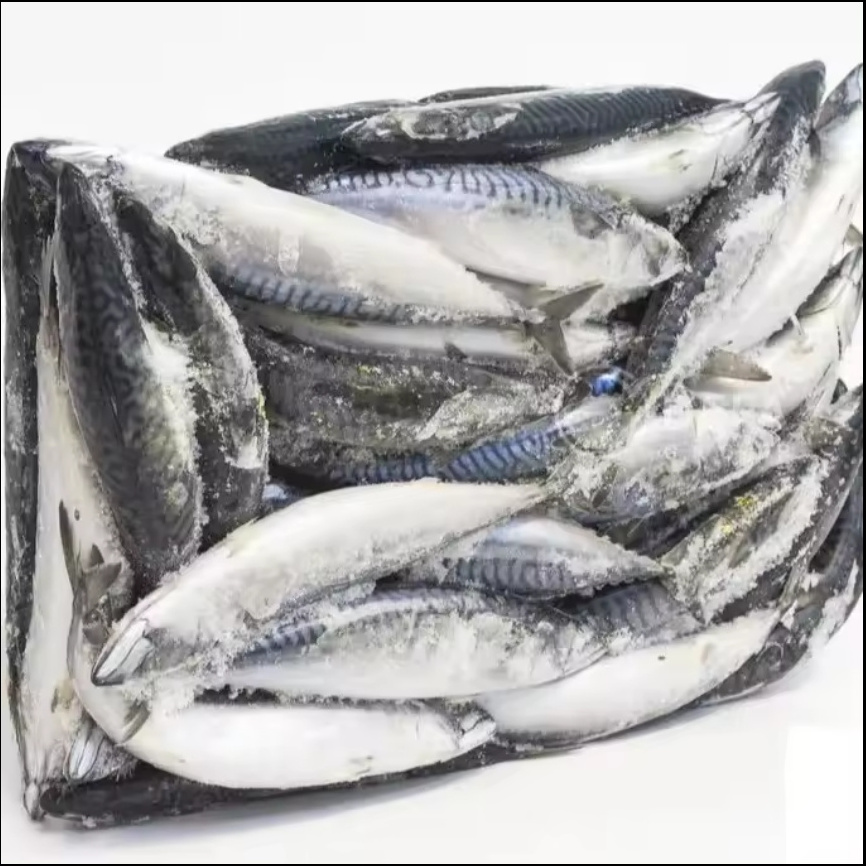 Tilapia Fish Wholesale Seafood Frozen Whole Round Nile/frozen Pacific   Pacifated Mackerel Whole Sardine Fish