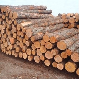 Wholesale Natural Solid hard Acacia wood logs/timber/lumber from natural acacia wood /Russian pine larch spruce wooden soft timb