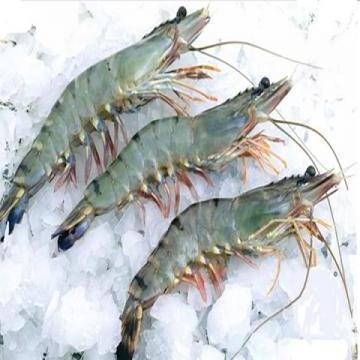 lego Black Tiger Shrimps/Frozen White Shrimps / Fresh Where to Buy Frozen Shrimps