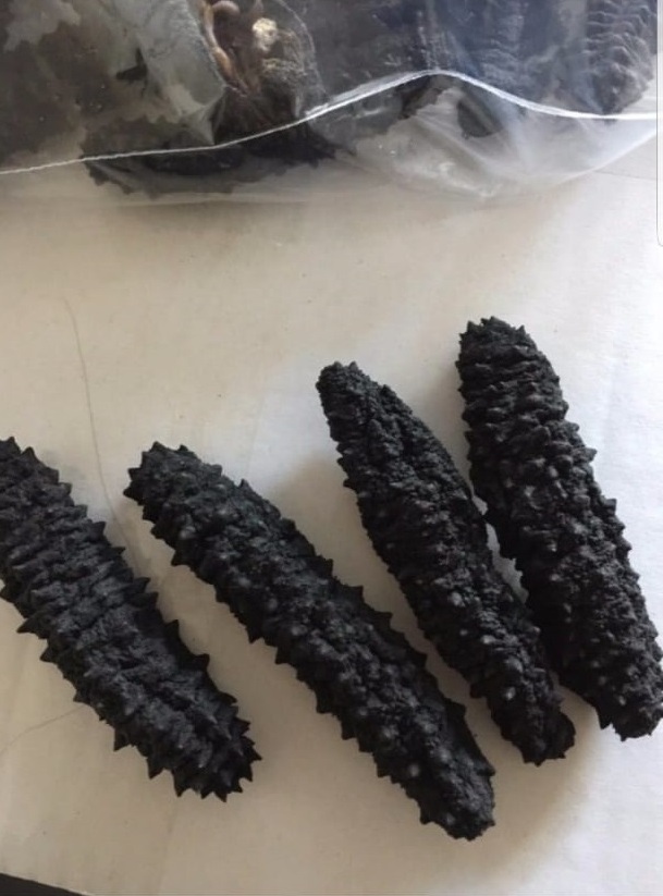 Cucumber Hot Selling Competitive Price /Fresh Frozen Seafood Wild Dried Sea Cucumber