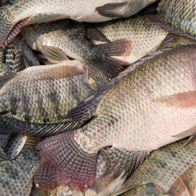 Tilapia fingerlings Frozen Horse Mackerel Fish Salmon Fish Red Snapper Fish