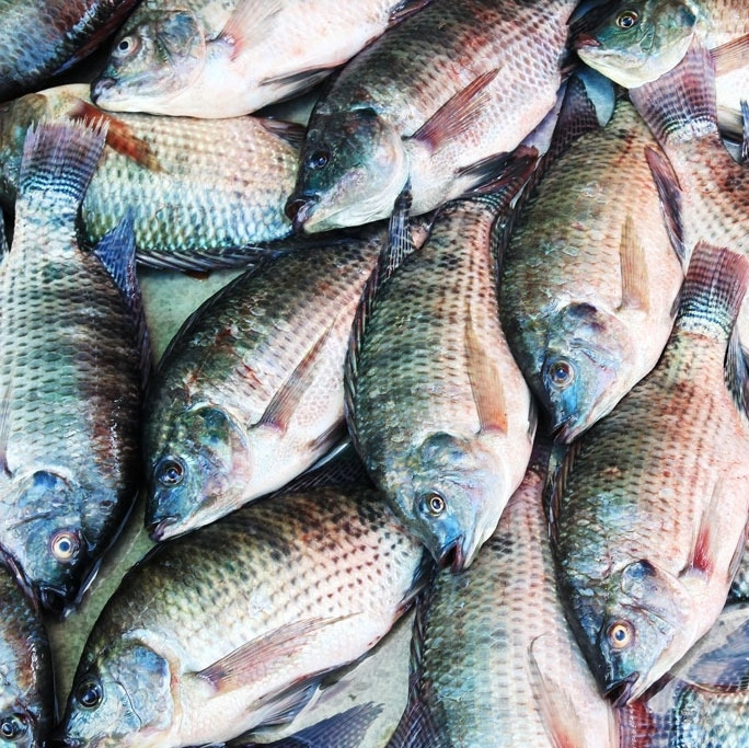 Tilapia fingerlings Frozen Horse Mackerel Fish Salmon Fish Red Snapper Fish