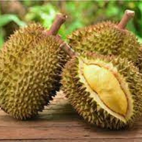 Premium Frozen Durian Fruit Monthlong OEM or Private Label