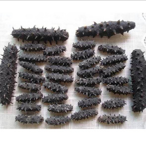 Cucumber Hot Selling Competitive Price /Fresh Frozen Seafood Wild Dried Sea Cucumber