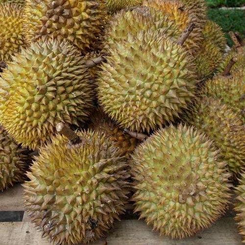 Premium Frozen Durian Fruit Monthlong OEM or Private Label