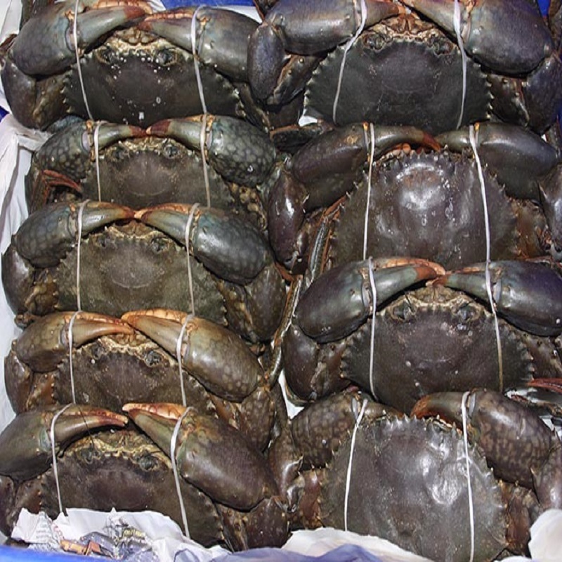 Best Selling Cheap Live Mud Crabs Ready for Sale / Seafood Live King Mud Crabs at Low Price with Free Shipping