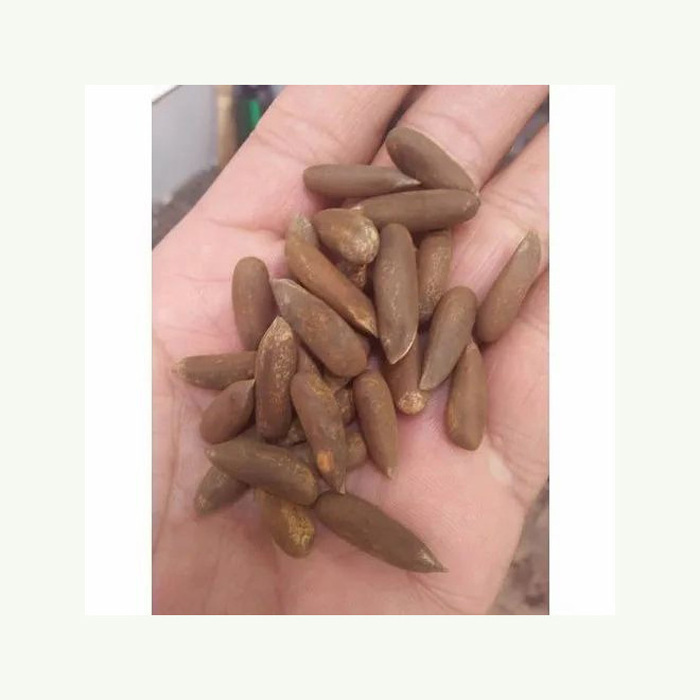 Bulk Import Wholesale Price Top Organic Pine Nuts Leisure Snacks Open Pine Nuts