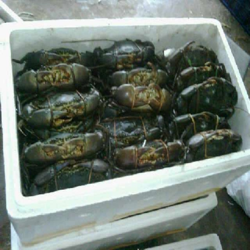 Best Selling Cheap Live Mud Crabs Ready for Sale / Seafood Live King Mud Crabs at Low Price with Free Shipping