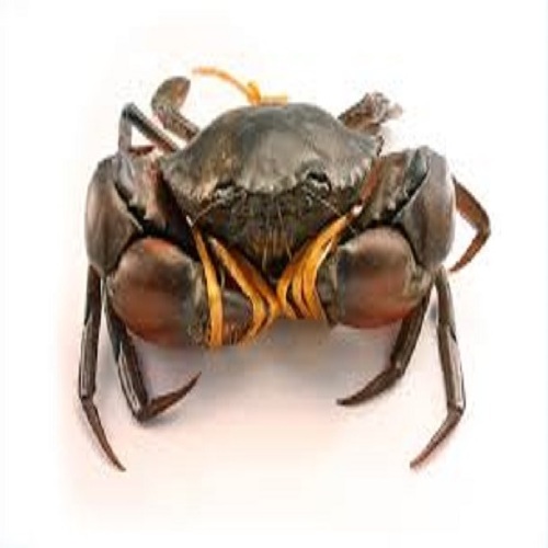 Best Selling Cheap Live Mud Crabs Ready for Sale / Seafood Live King Mud Crabs at Low Price with Free Shipping