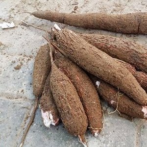 cassava dried Tapioca Chips Best Price For Alcohol Industry Animal Feed