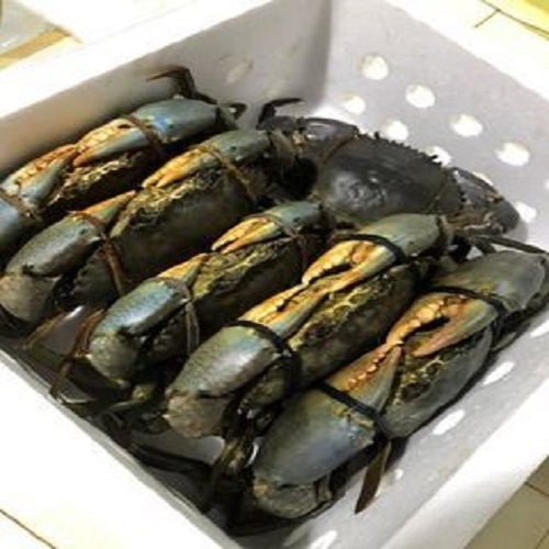 Best Selling Cheap Live Mud Crabs Ready for Sale / Seafood Live King Mud Crabs at Low Price with Free Shipping