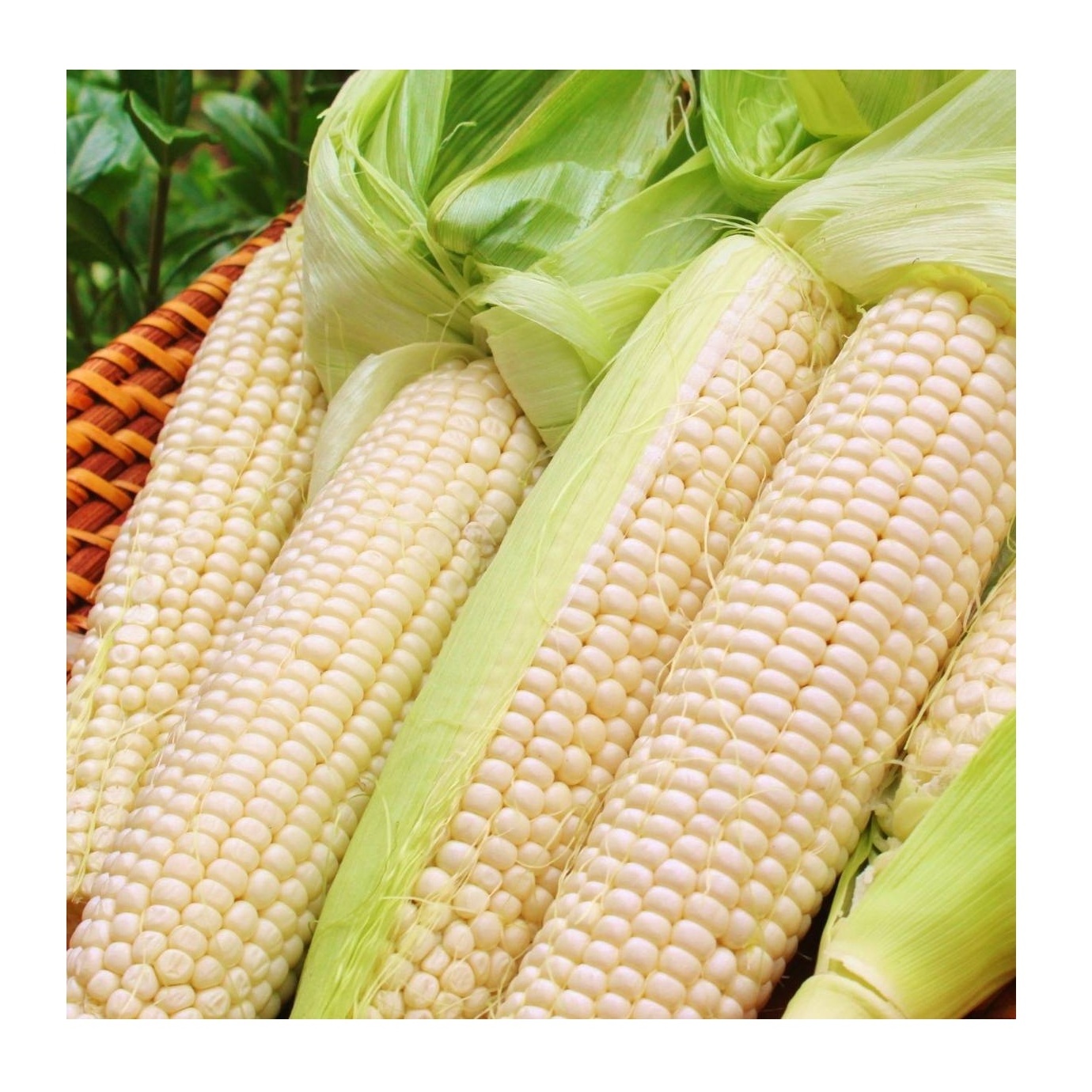 Global Exporter of Best Quality White Sweet Frozen Style Yellow / White Maize Corn at Good Price