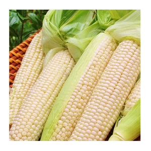 Global Exporter of Best Quality White Sweet Frozen Style Yellow / White Maize Corn at Good Price