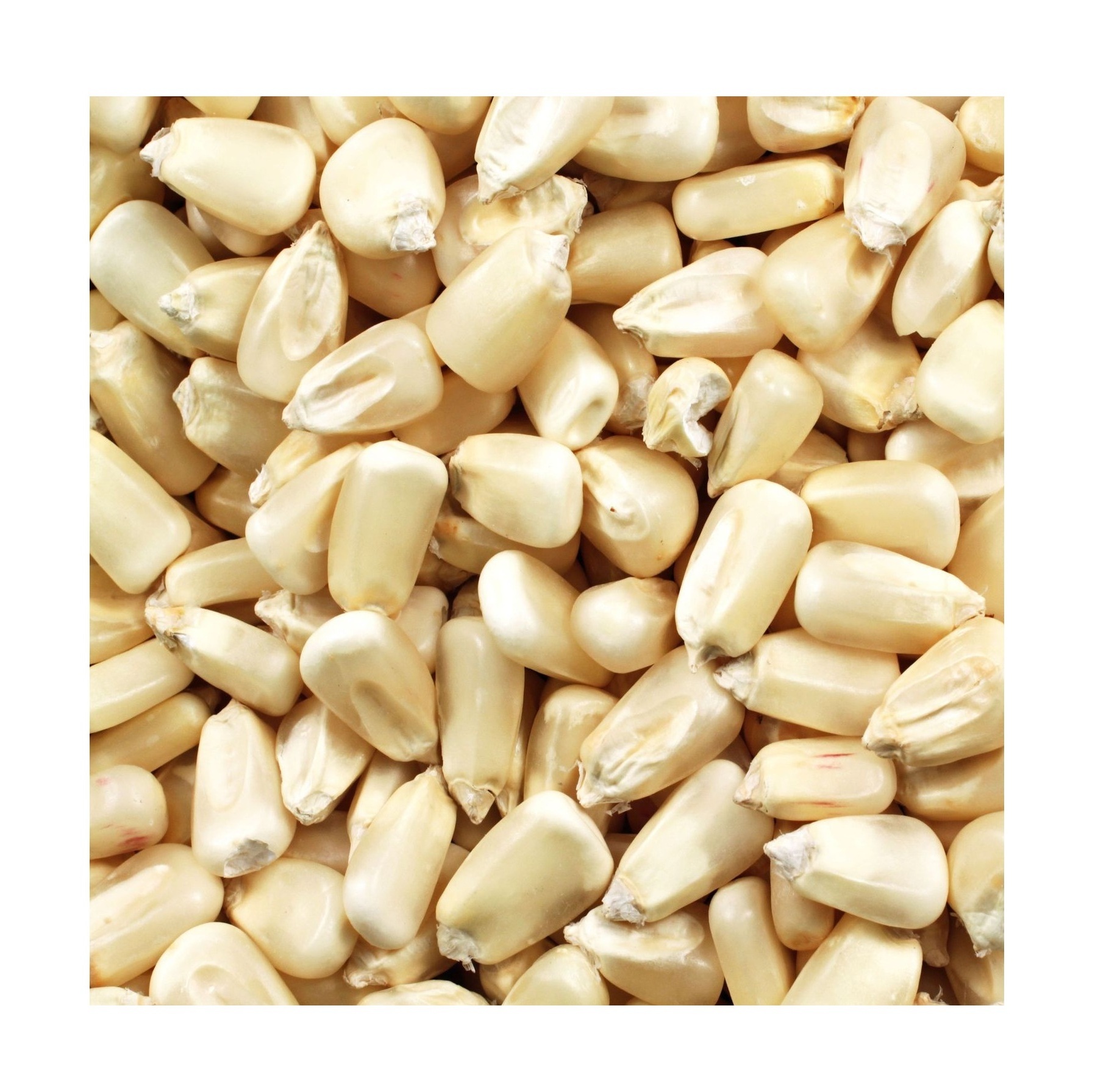 Global Exporter of Best Quality White Sweet Frozen Style Yellow / White Maize Corn at Good Price