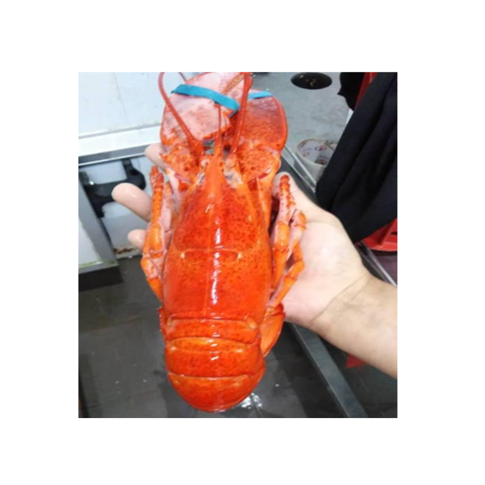 Frozen Spiny Lobster Premium Seafood High Grade With Good Price From Thailand Manufacture Factory Export