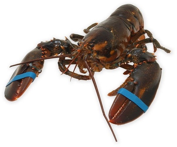 WHOLE FROZEN LOBSTER / FROZEN LOBSTER TAIL / FRESH LIVE LOBSTER SUPPLIERS