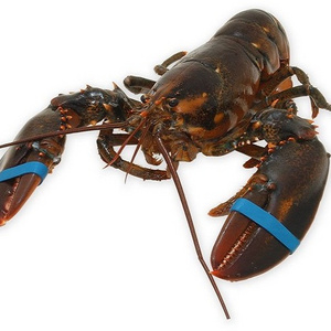 WHOLE FROZEN LOBSTER / FROZEN LOBSTER TAIL / FRESH LIVE LOBSTER SUPPLIERS