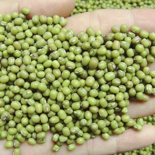 Food&sprouts grade Green Mung Beans