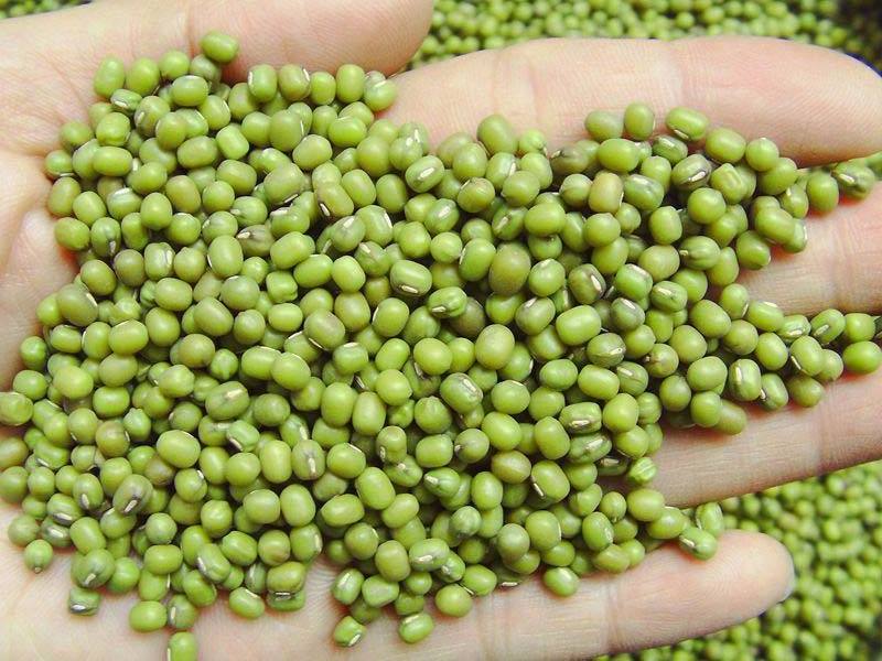 Food&sprouts grade Green Mung Beans