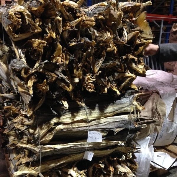 Best Dry Stock Fish / Dry Stock Fish Head / dried salted cod Dry Stockfish for sale