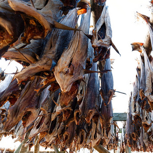 Best Dry Stock Fish / Dry Stock Fish Head / dried salted cod Dry Stockfish for sale