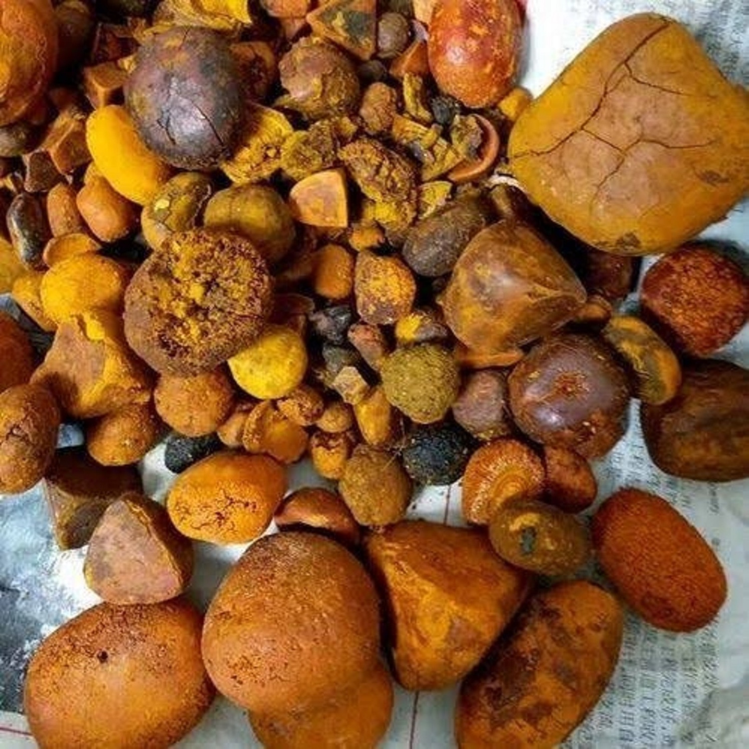 Natural and Pure top Quality Ox Gallstones Cattle Gallstones Cow Gallstones Buy Cow Gall Stones for sale