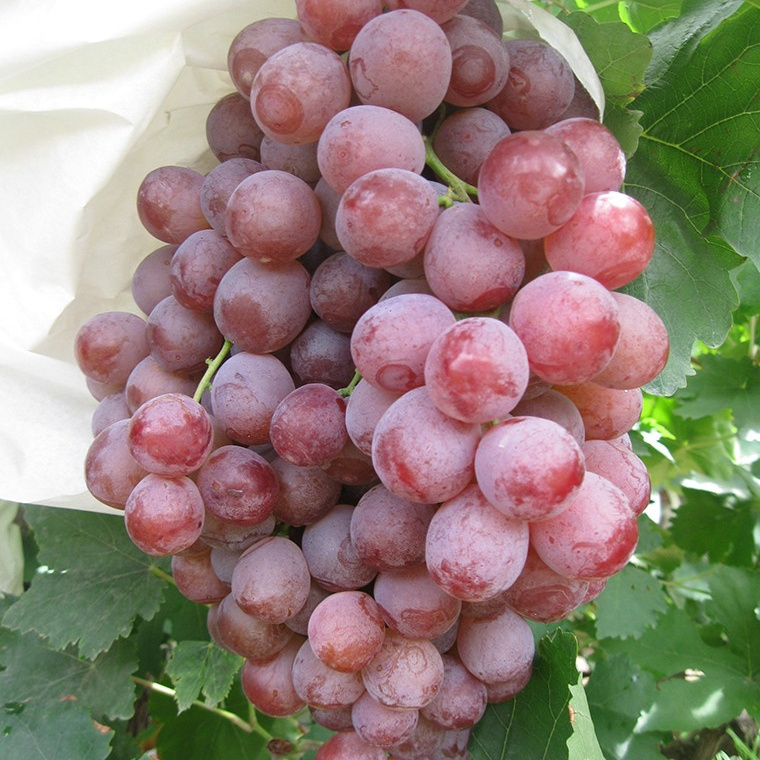 Wholesale price for fresh grapes quality delicious seedless organic grapes