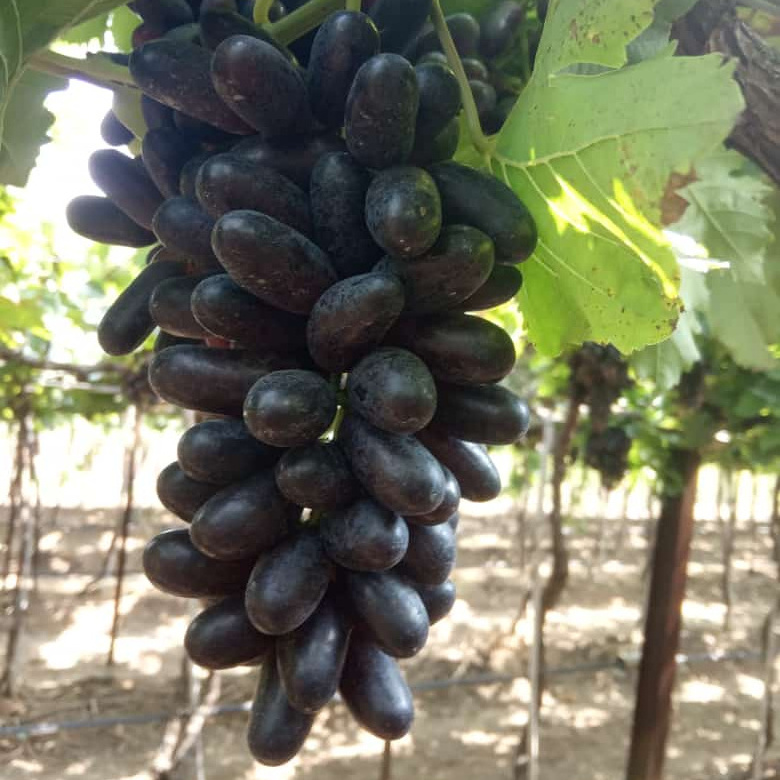 Wholesale price for fresh grapes quality delicious seedless organic grapes