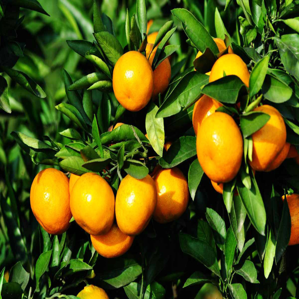 Fresh Orange Valencia Orange Naranja Mexico Fresh Valencia Naval Orange